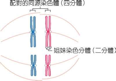 四分體是什麼